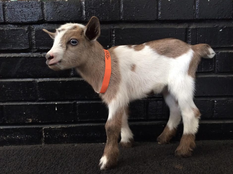 Goat Companions