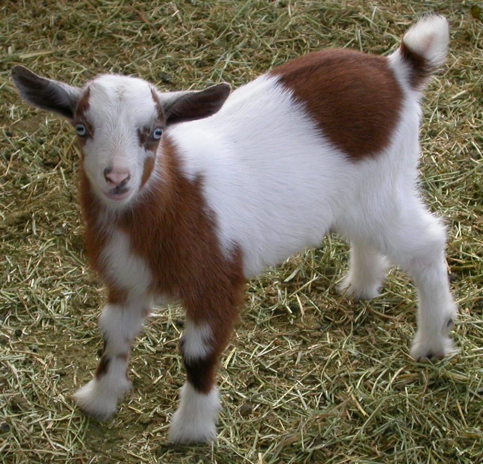 Goat Companions
