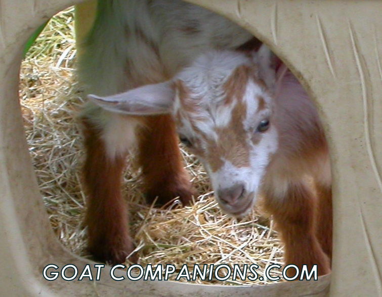 Goat Companions