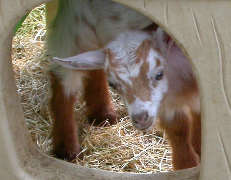Goat Companions