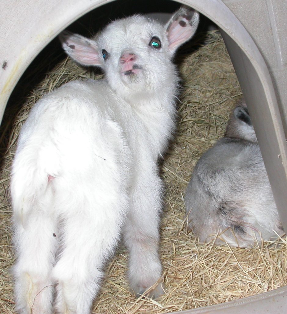 Goat Companions