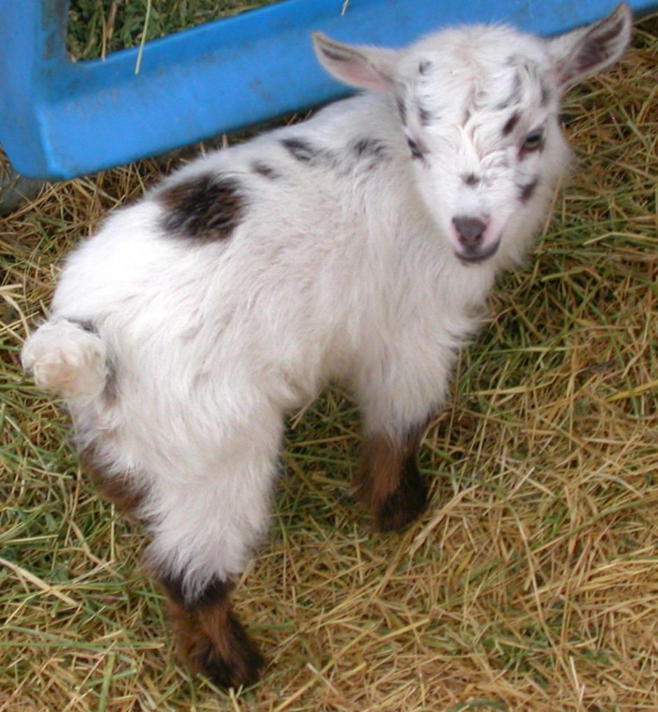 Goat Companions