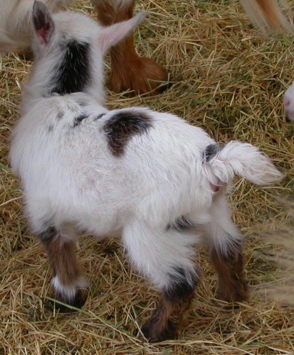 Goat Companions