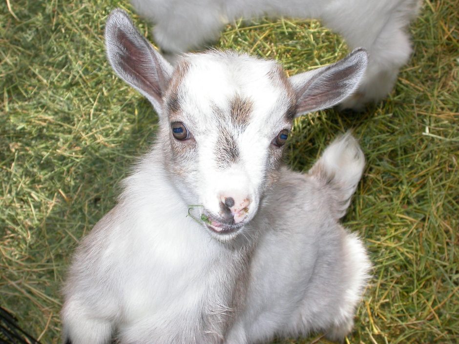 Goat Companions