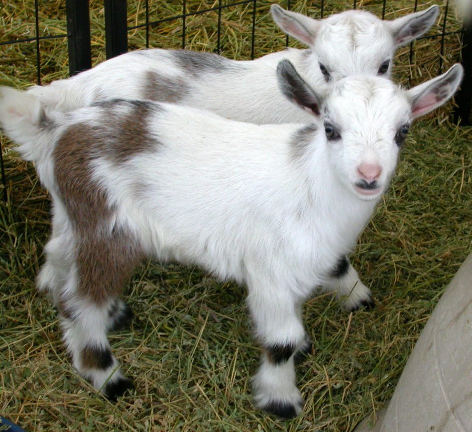 Goat Companions