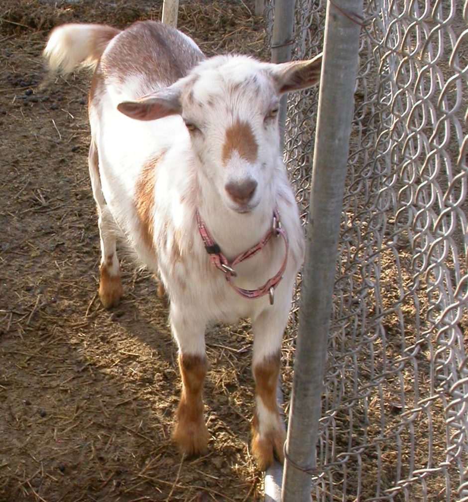Goat Companions