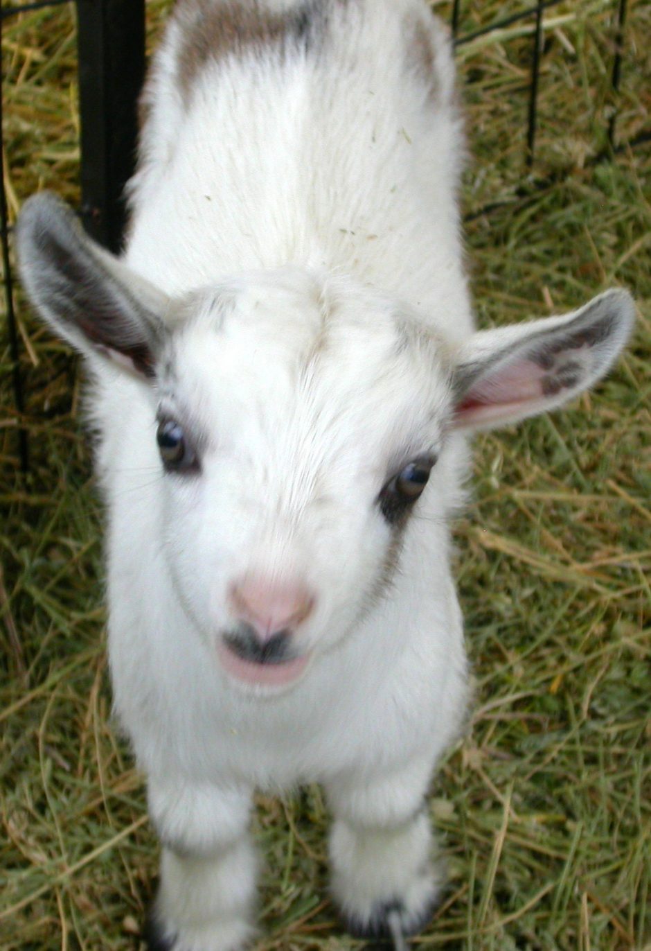 Goat Companions