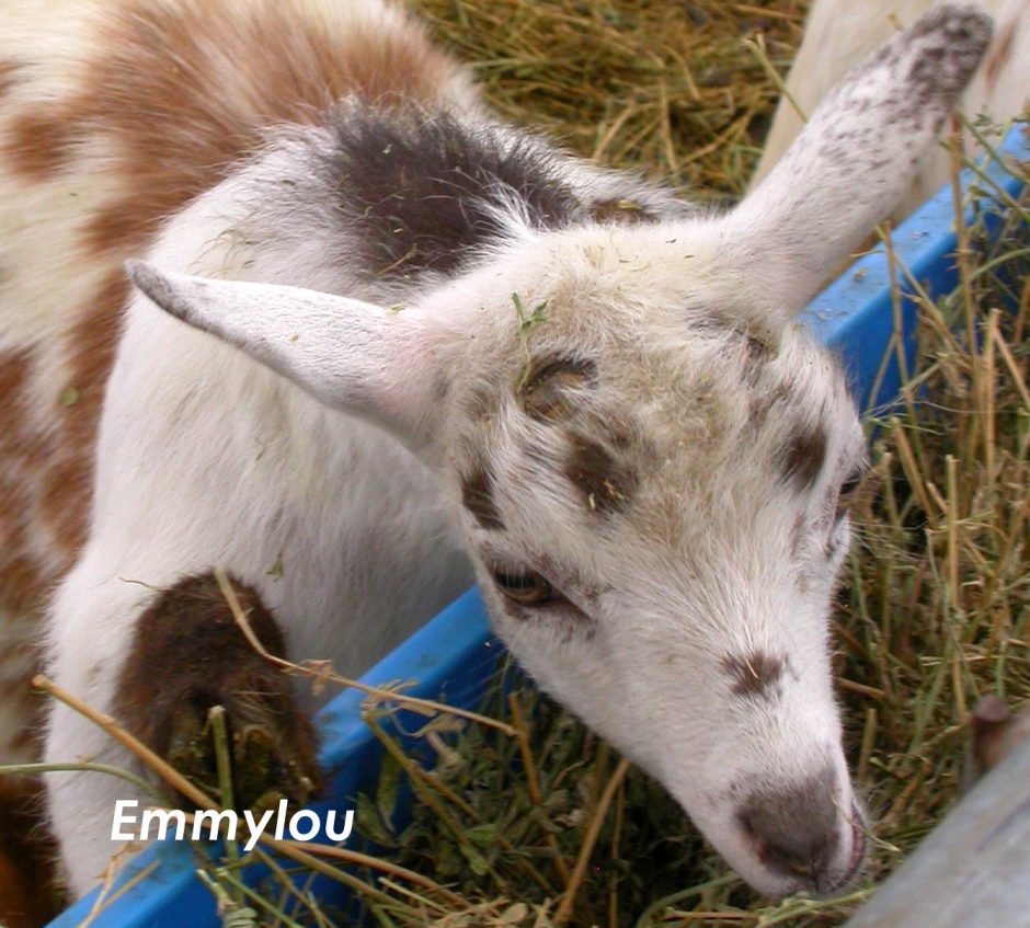 Goat Companions