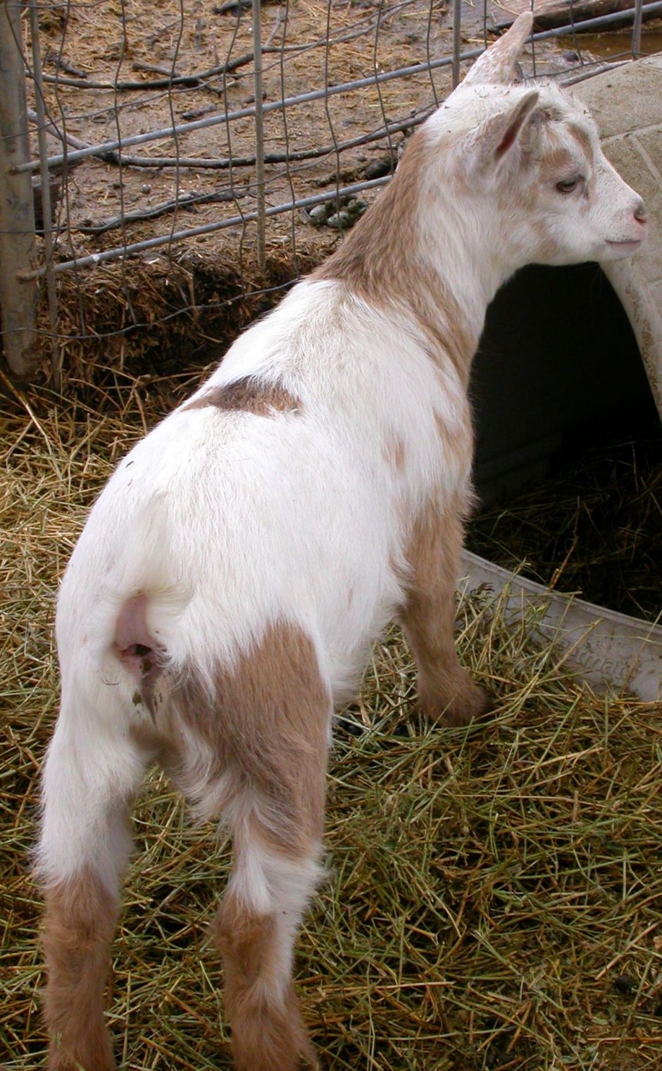Goat Companions