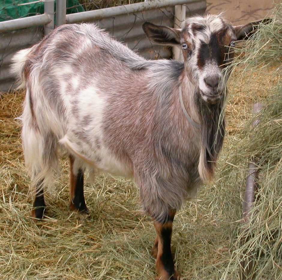 Goat Companions