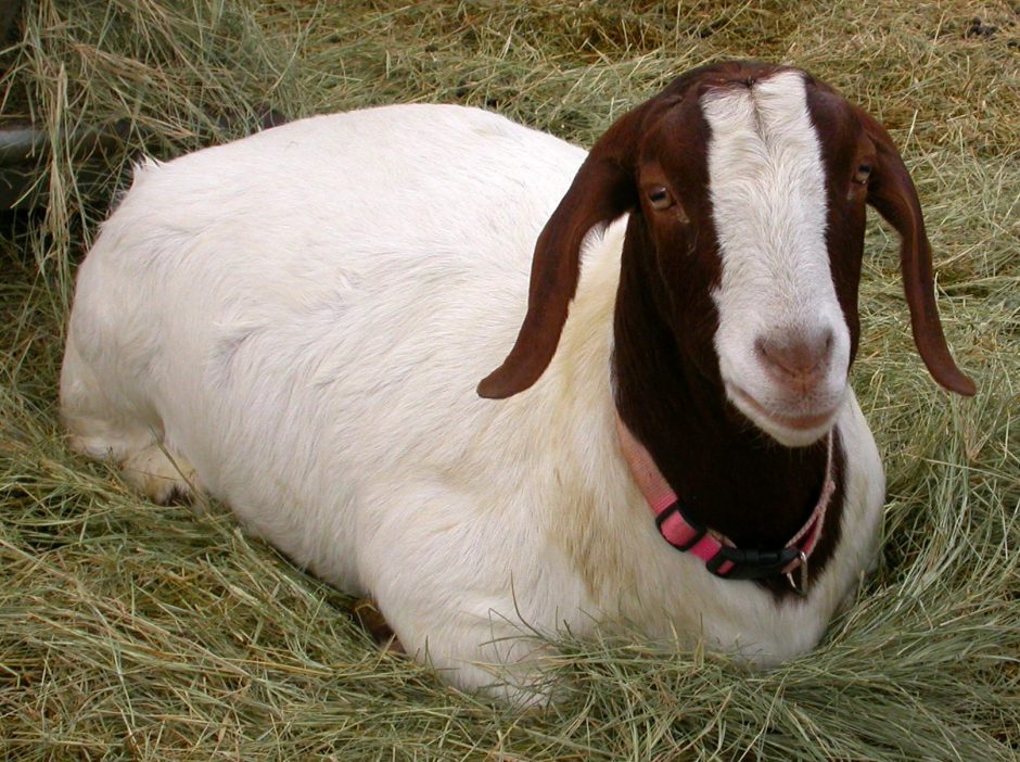 Goat Companions