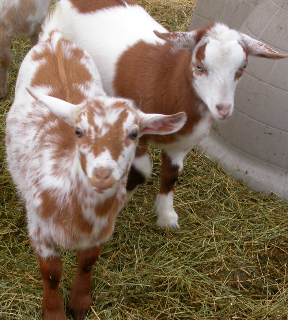 Goat Companions