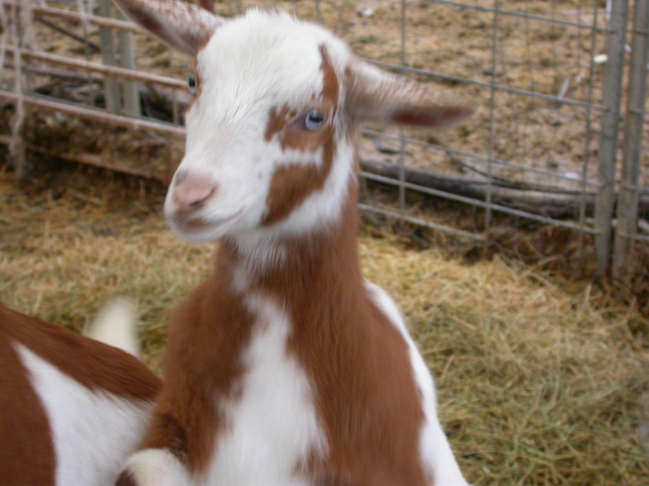 Goat Companions