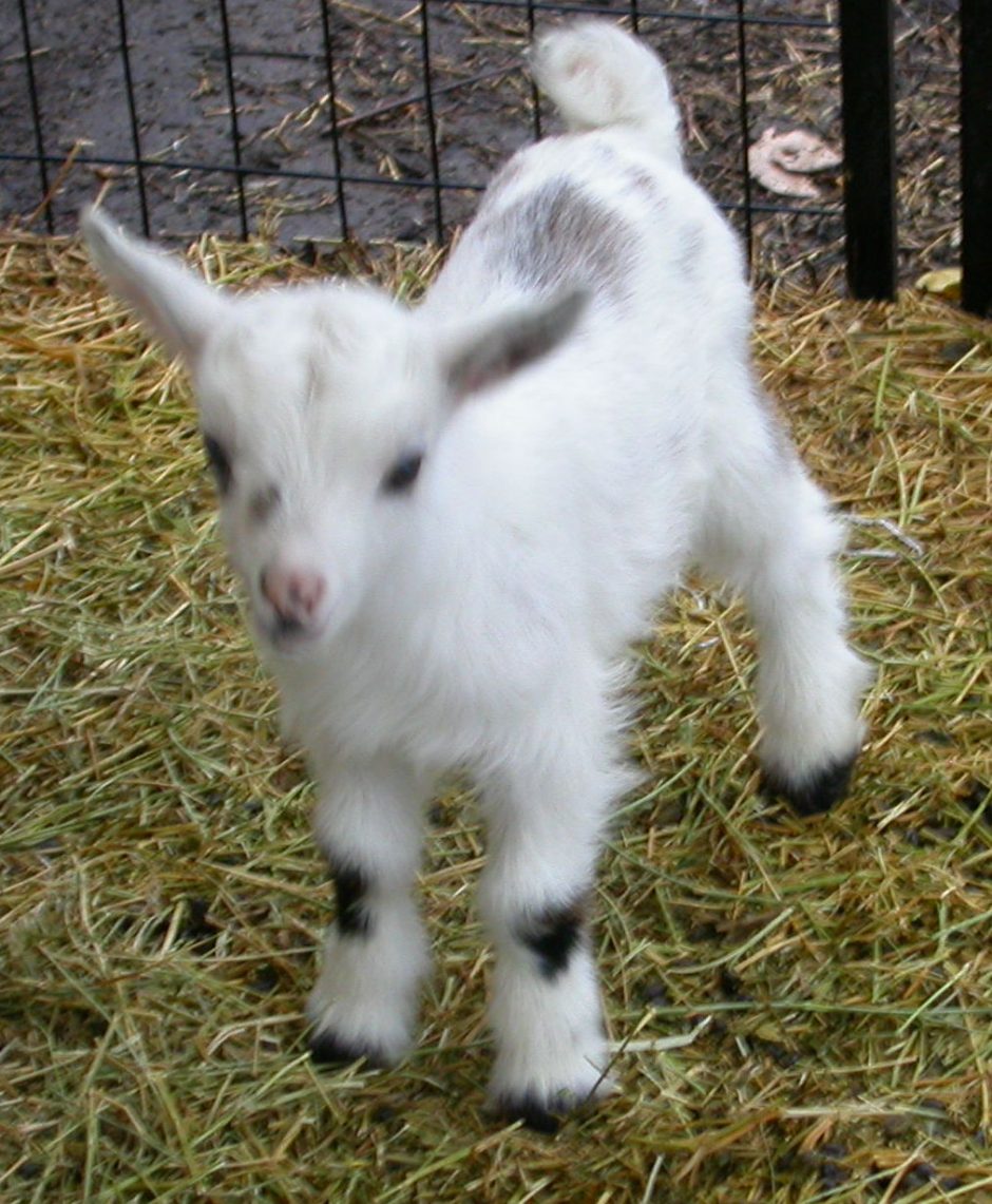 Goat Companions