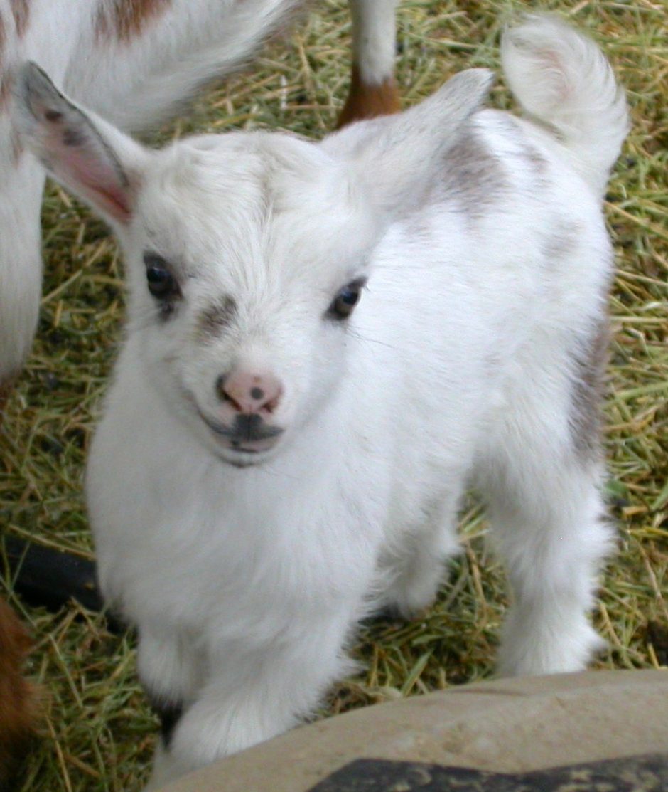 Goat Companions