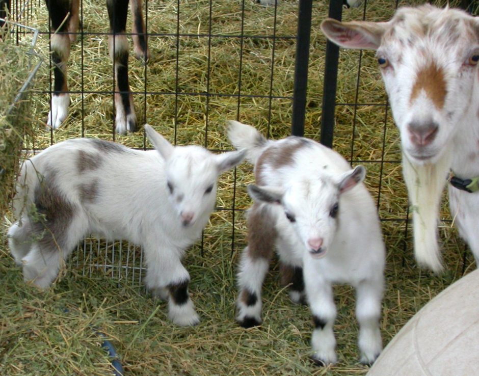 Goat Companions