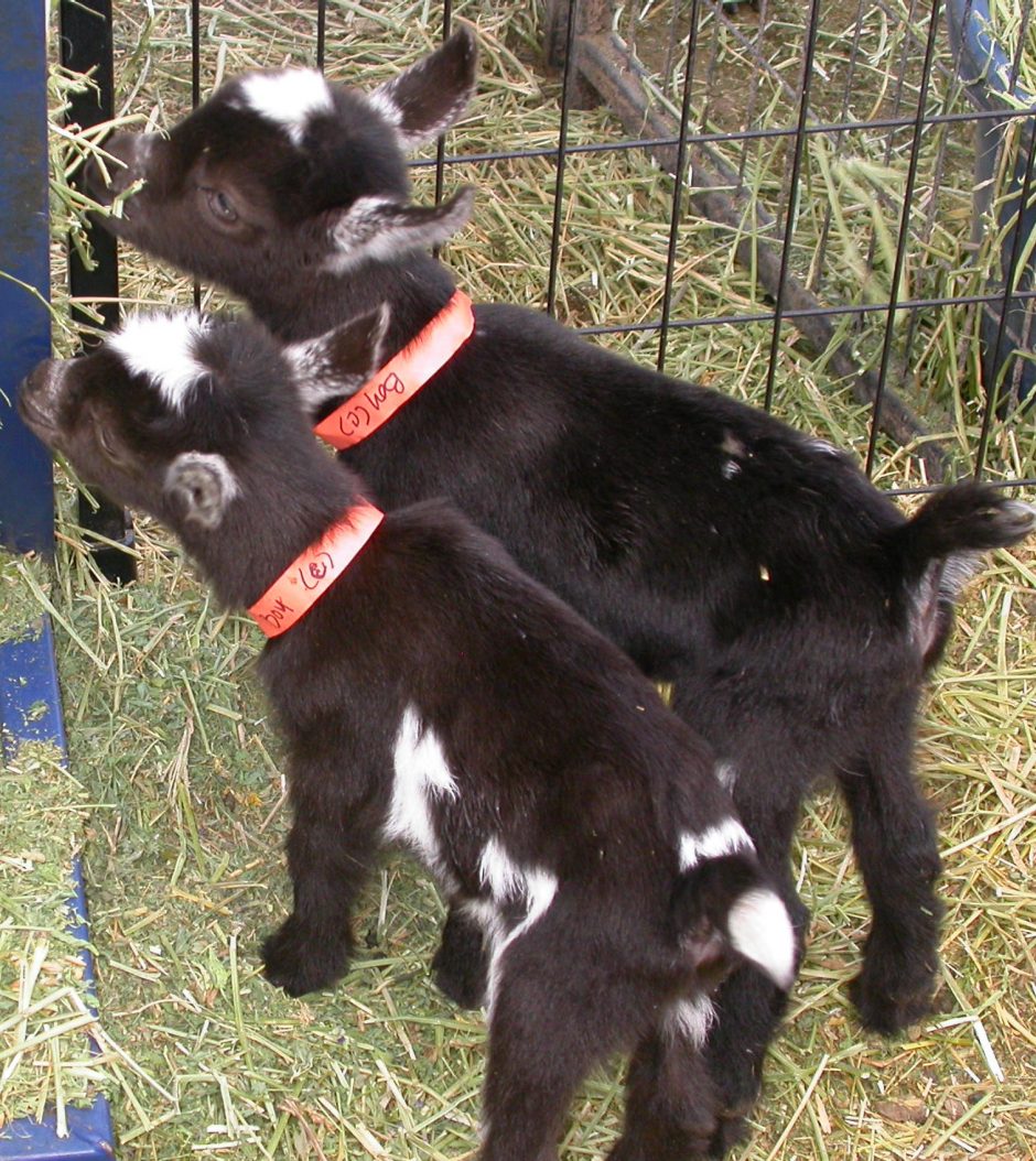 Goat Companions