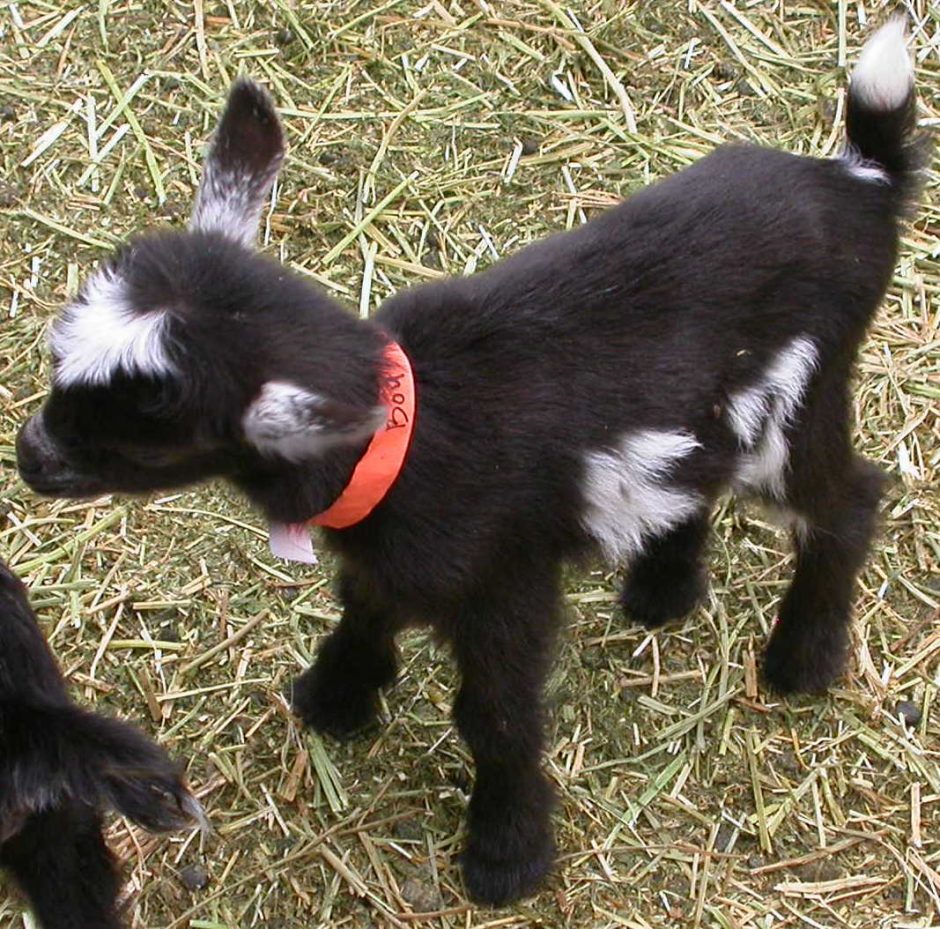 Goat Companions