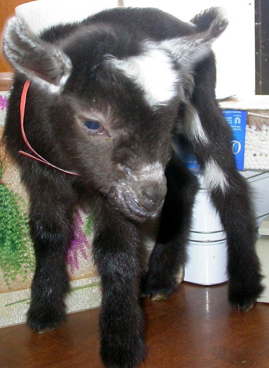 Goat Companions