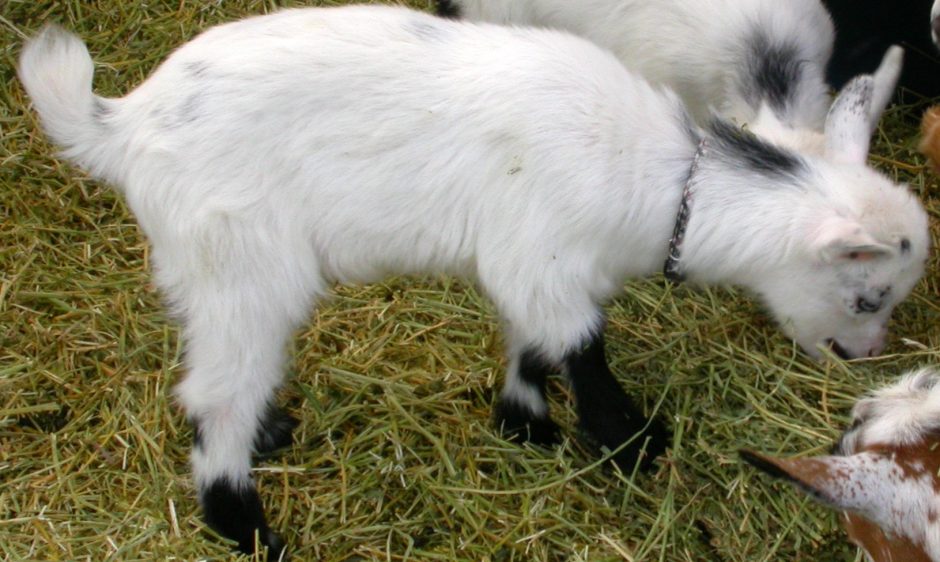 Goat Companions