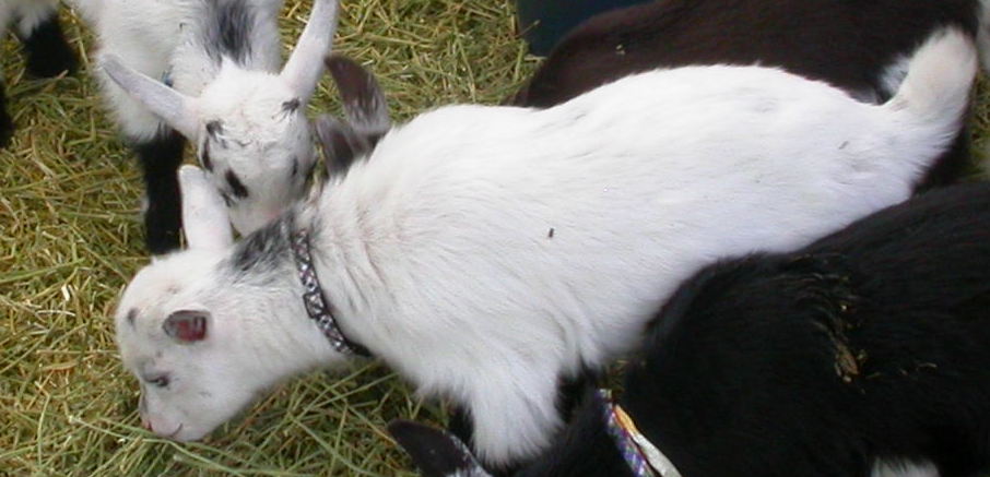 Goat Companions