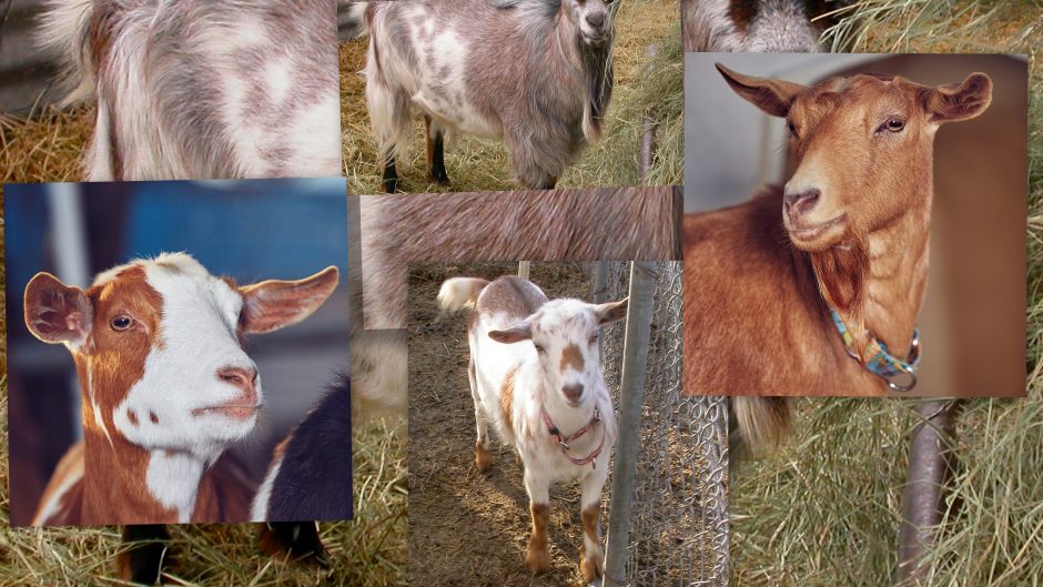 Goat Companions