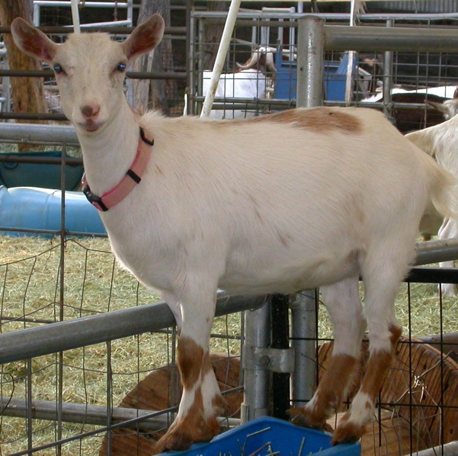 Goat Companions