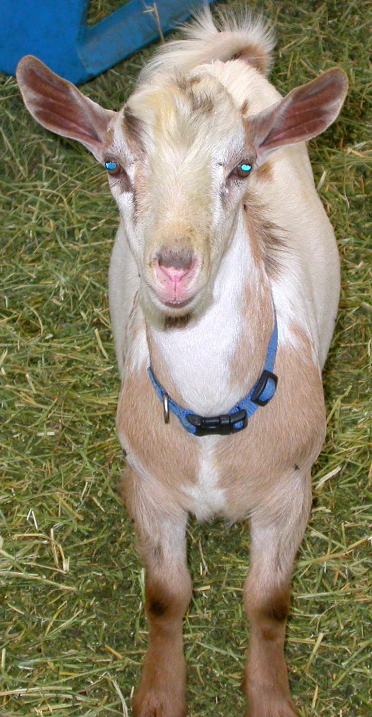 Goat Companions