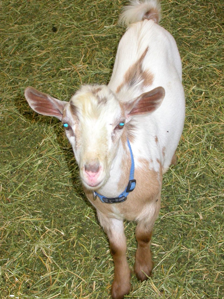 Goat Companions