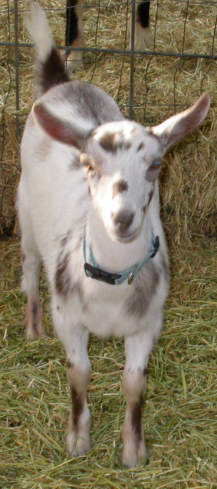 Goat Companions