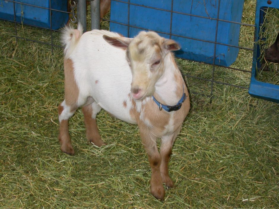 Goat Companions