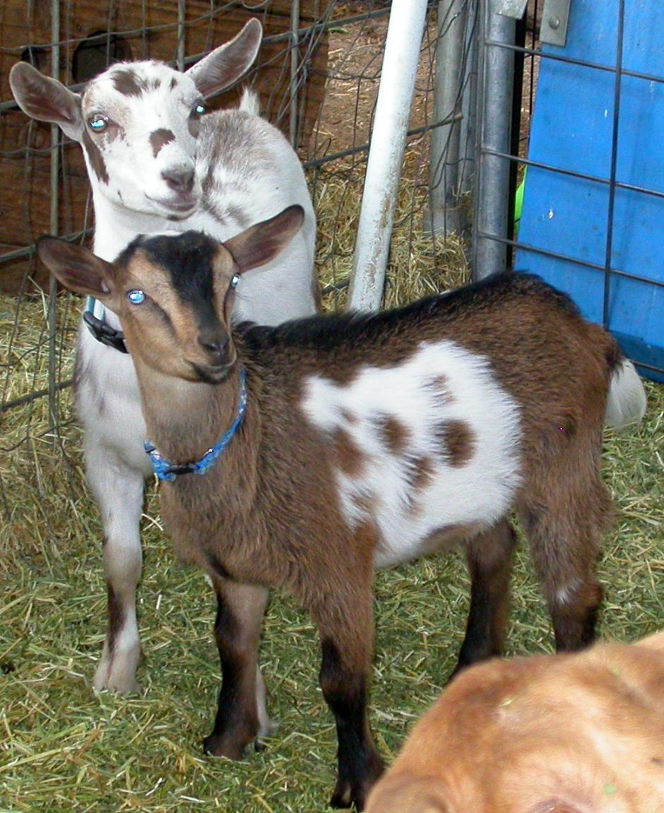 Goat Companions