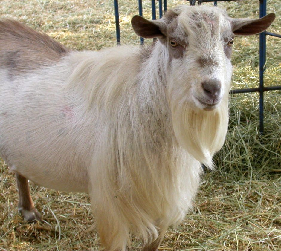 Goat Companions
