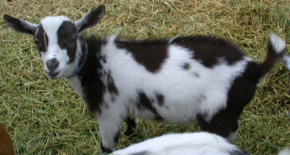 Goat Companions