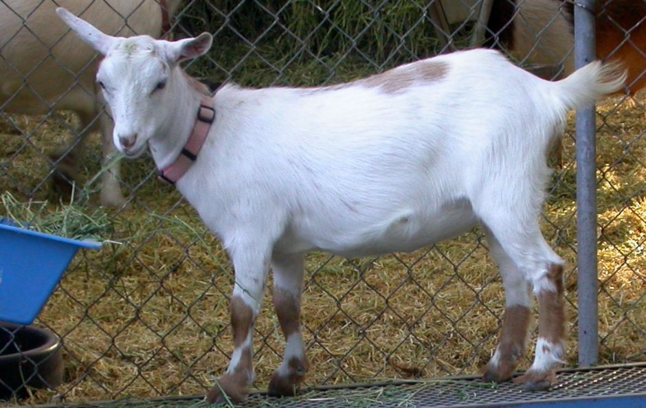 Goat Companions