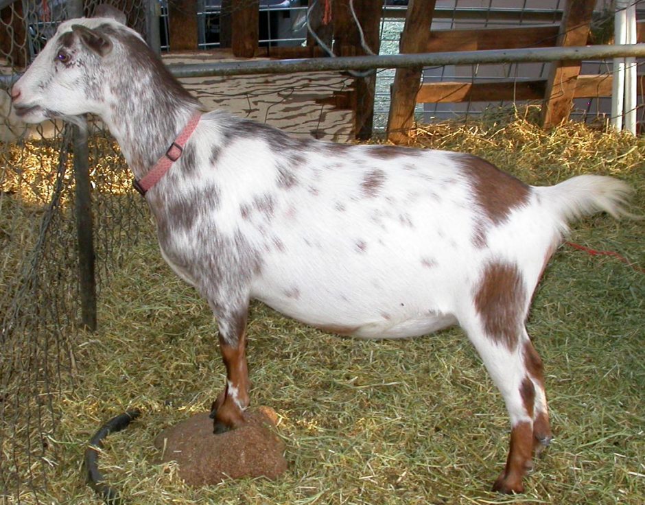Goat Companions