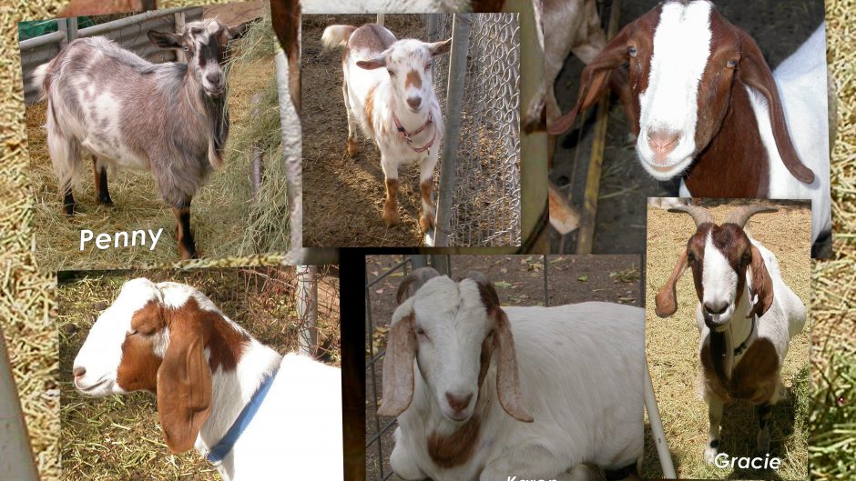 Goat Companions