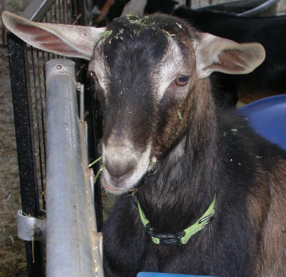 Goat Companions