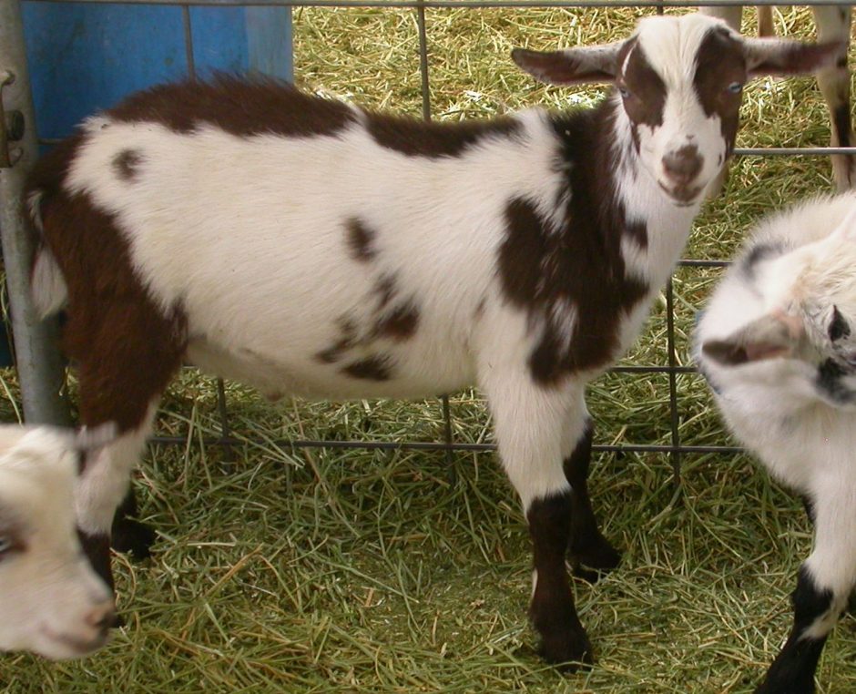 Goat Companions