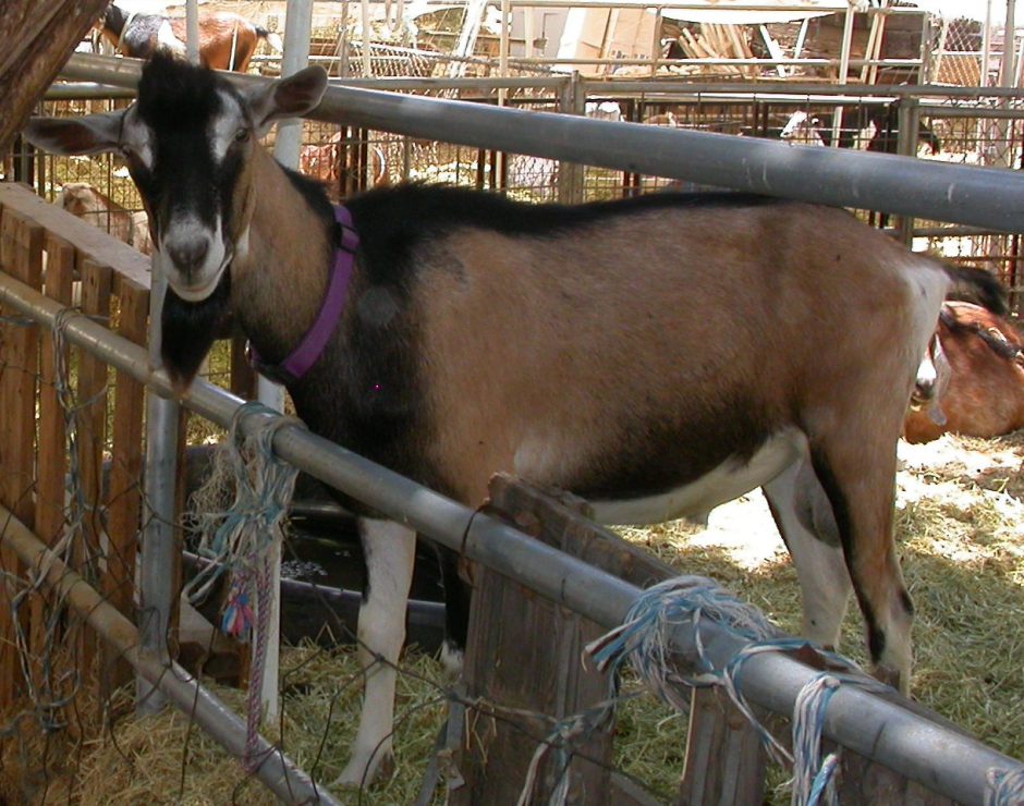 Goat Companions