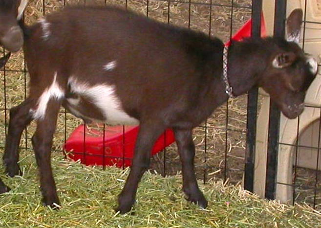 Goat Companions
