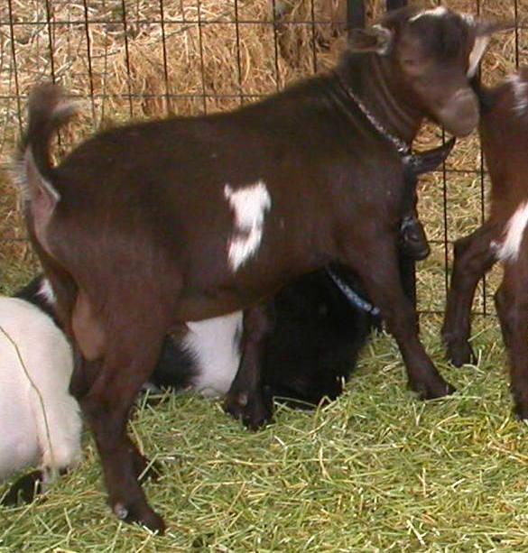 Goat Companions
