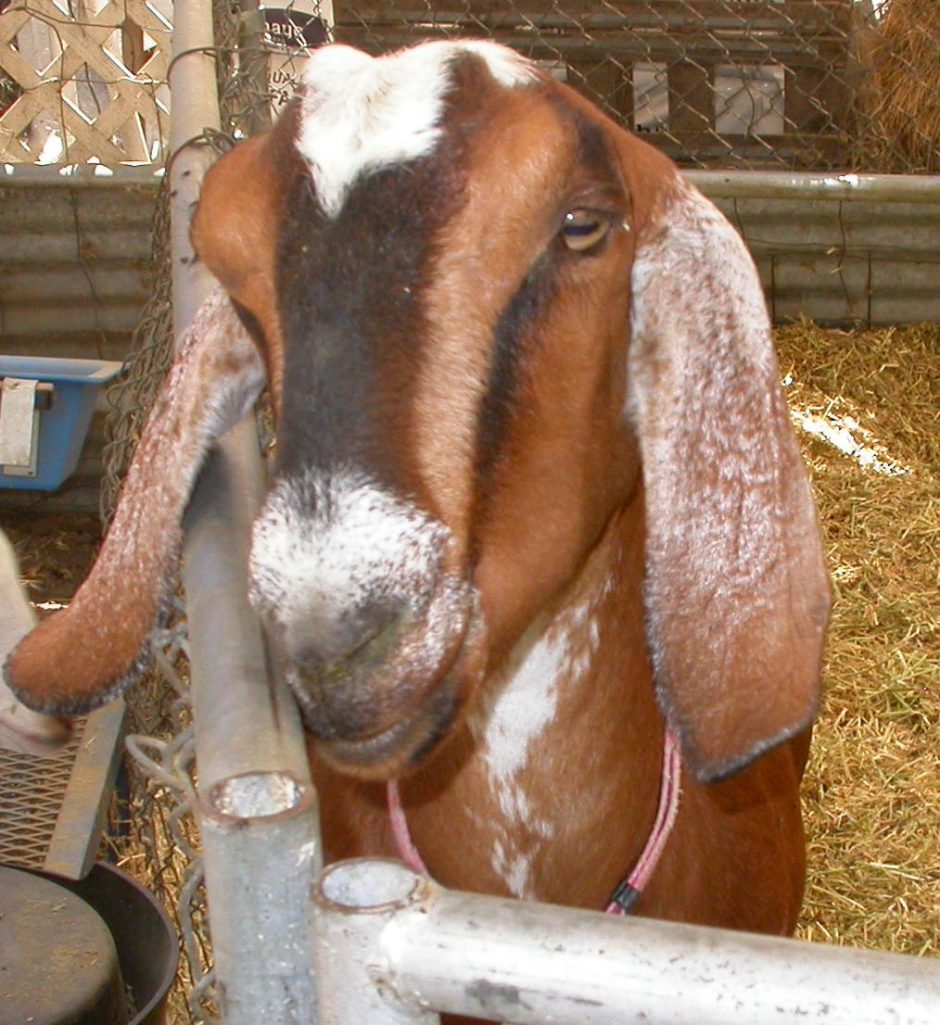 Goat Companions