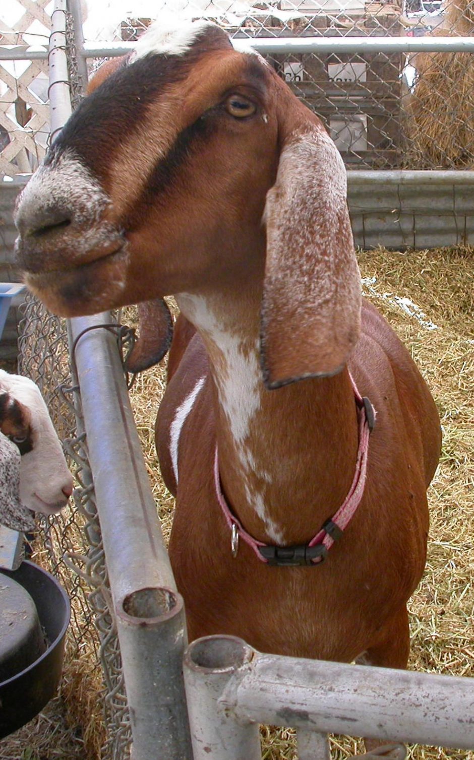 Goat Companions