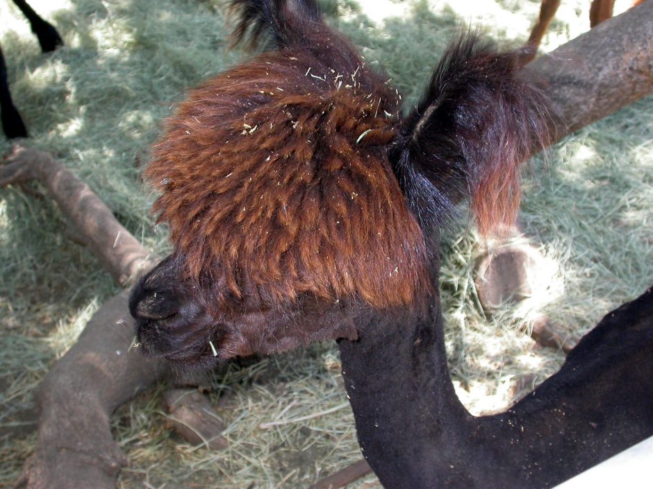 Goat Companions