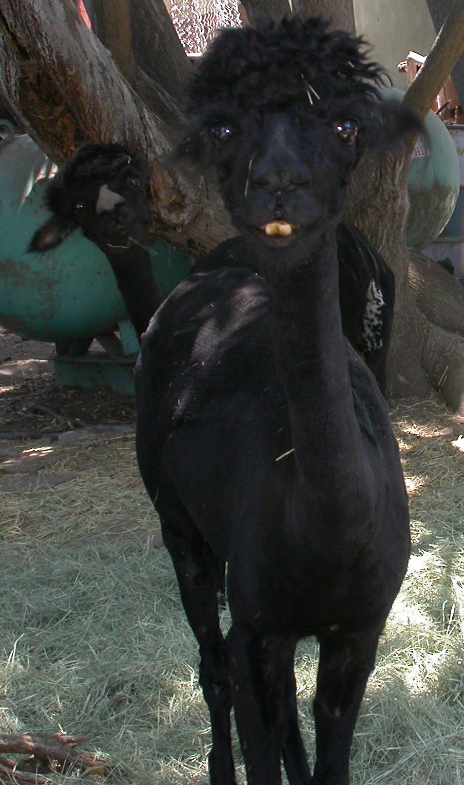 Goat Companions