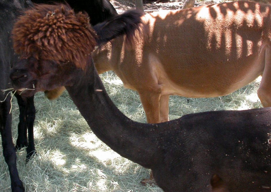 Goat Companions