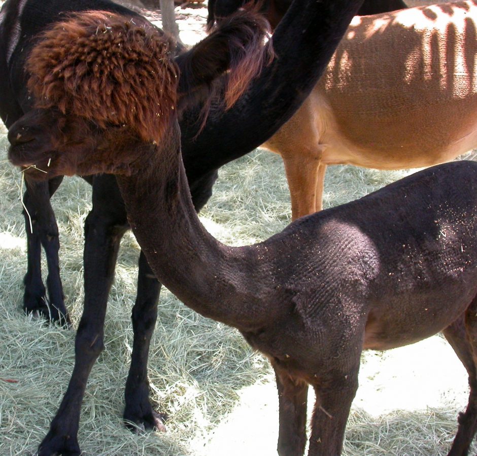 Goat Companions