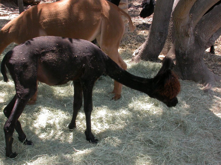Goat Companions