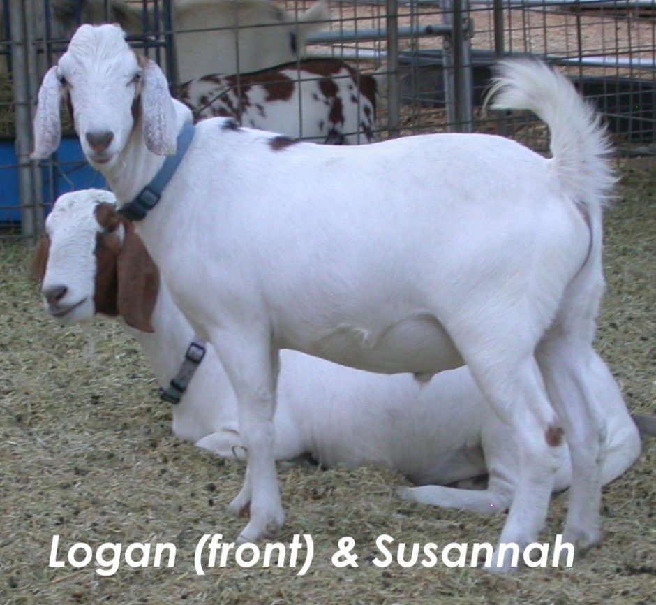 Goat Companions